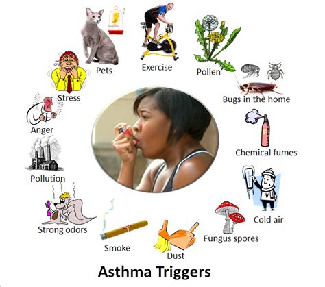 What Is Asthma? What Are Asthma Symptoms, Causes, Treatments And Prevention « SimpleBiology