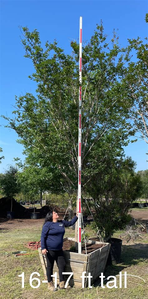 Crape Myrtle – Texas Tree Farms