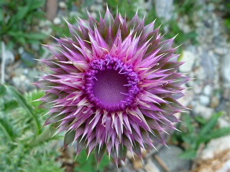 Spiny bracts - pictures of Carduus Nutans, Asteraceae - wildflowers of West USA