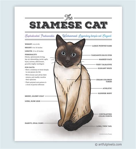 Siamese Cat Diagram Watercolor Art Print - Artful Pixels - Funny Gift for Cat Lovers