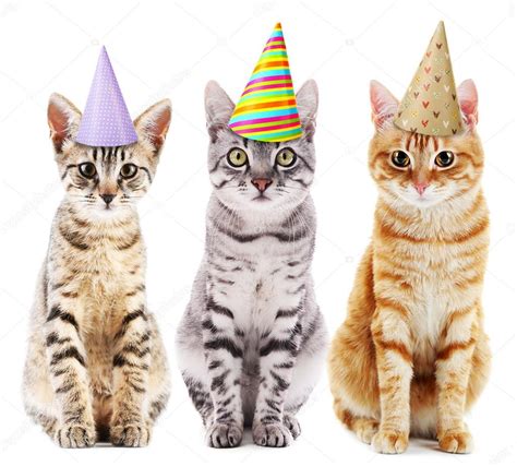 Cats in colorful party hats — Stock Photo © belchonock #120474728