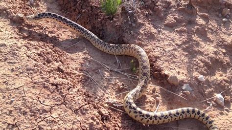 Rattlesnake and Bullsnake - YouTube