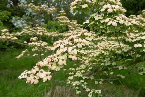 Common Dogwood Tree Diseases (with Identifications & Treatments) - Plantglossary