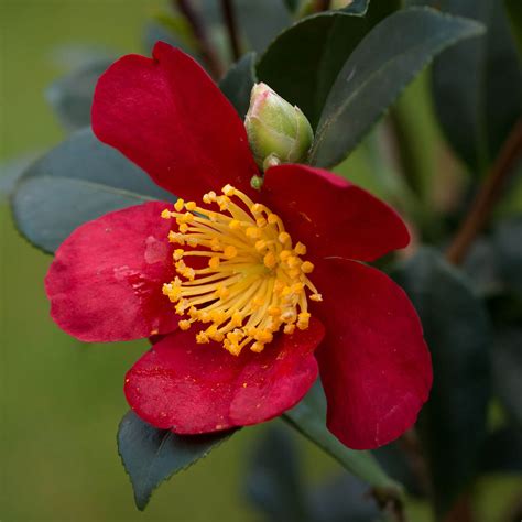 Camellia sasanqua 'Yuletide' - Yuletide Camellia | Western Star Nursery