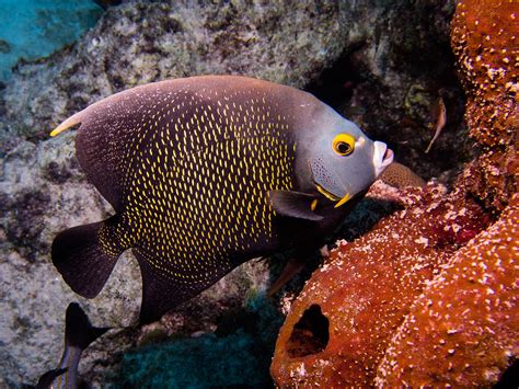 French Angelfish | French Angelfish on a reef near Bonaire. | John Vohs | Flickr