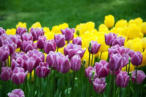 purple tulip flower images free download | Spring plants, Tulips ...