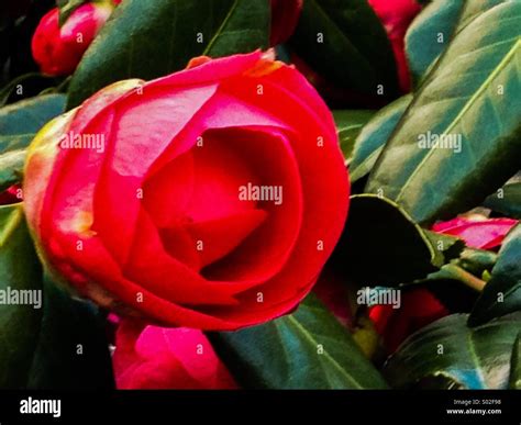 Camellia flower on bush Stock Photo - Alamy