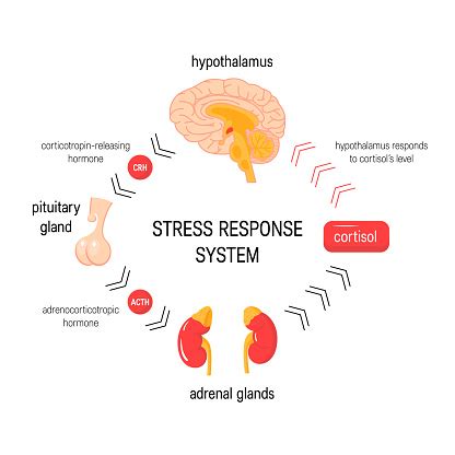 Vetores de Sistema De Resposta De Estresse Diagrama Médico Endócrino Do Vetor e mais imagens de ...