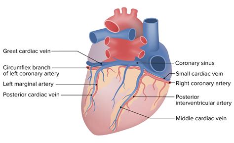 Sulcus Terminalis Heart