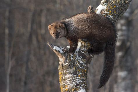 25 Mammals You Can See In British Columbia