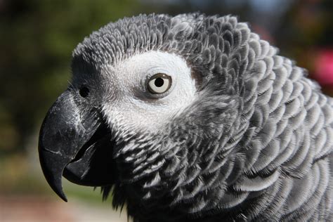 All Wallpapers: Grey Parrots