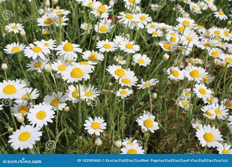 Anthemis Ruthenica Bloom in the Field. Stock Image - Image of floral, green: 182909465