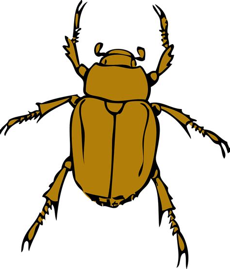 Download Beetle, Stink, Bug. Royalty-Free Vector Graphic - Pixabay