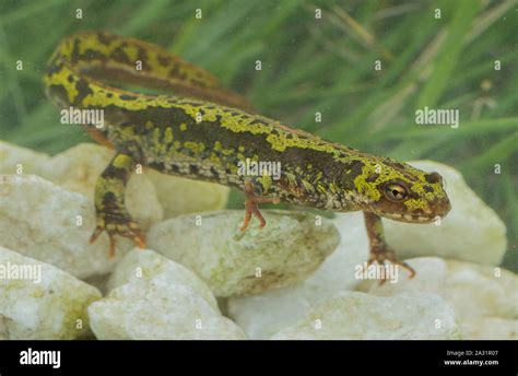 Marbled newt (Triturus marmoratus) in breeding aquatic phase under ...