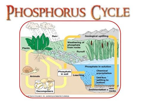 Phosphorus Cycle Diagram Diagram | Quizlet