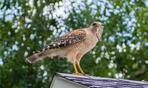 Exploring the Dietary Habits of Owls: Are Owls Carnivores? - JimJocoy