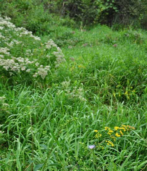 What is a Fen? The Nature of ACRES’ "Springy Places" | ACRES Land TrustACRES Land Trust