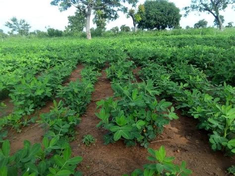 4R Solution Focus Crop Series- Groundnut in Ghana - 4R Solution