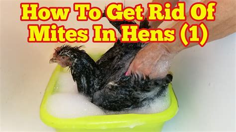 How To Get Rid Of Chickens - Netwhile Spmsoalan