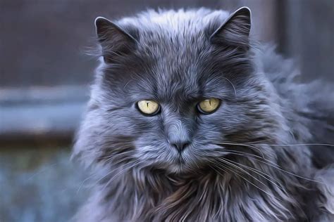 6 Long Haired Grey Cat Breeds