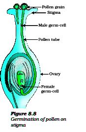 Events in the Germination of Pollen Grains