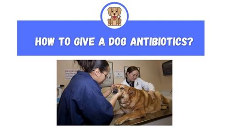 How to Give a Dog Antibiotics? - The Canine Expert: