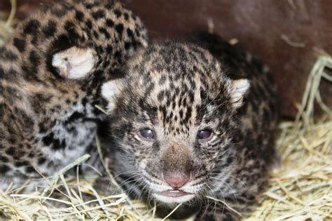 Brevard Zoo Home to New Jaguar Cubs - ZooBorns