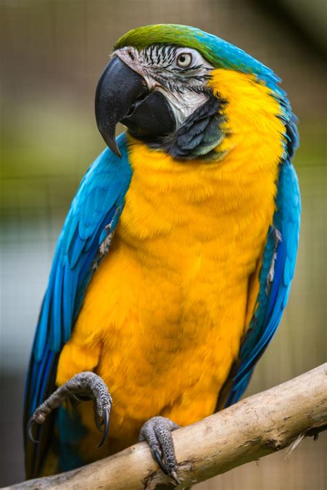 Blue And Yellow Macaw Free Stock Photo - Public Domain Pictures