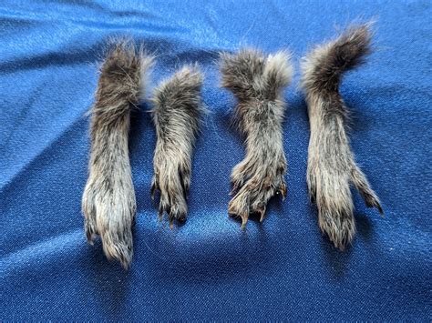 Grey Squirrel Paws Sciurus carolinensis GRS-0123-34 | Etsy