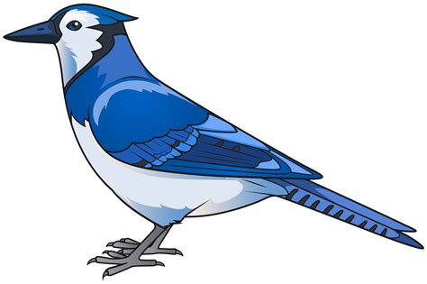 Eastern bluebird Clip art - Blue Bird Transparent PNG Clip Art Image png download - 8000*5325 ...