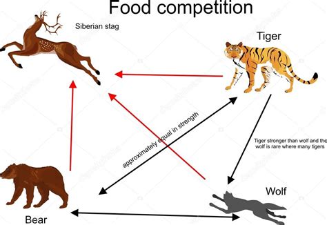 Tiger Food Chain Diagram