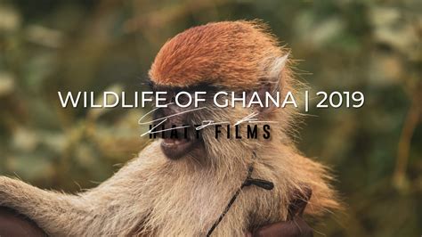 Wildlife of Ghana | 2019 — Hiatt Films