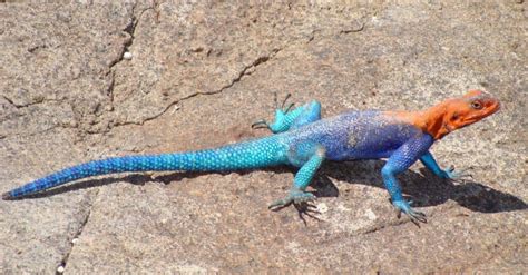 Rainbow Lizard: What's the Most Colorful Lizard in the World? - A-Z Animals