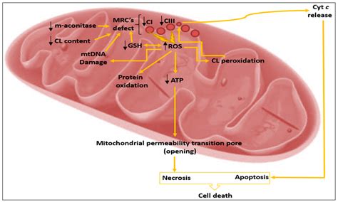 JCM | Free Full-Text | Oxidative Stress: Mechanistic Insights into Inherited Mitochondrial ...