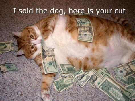 Best Fat Cat Memes - Funny Fat Cat Pictures with Quotes