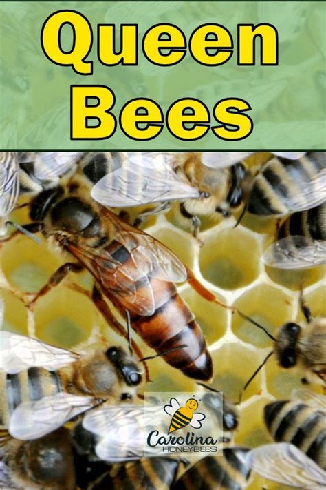 Queen Bee Facts-You Need to Know | Queen bees, Bee facts, Bee keeping