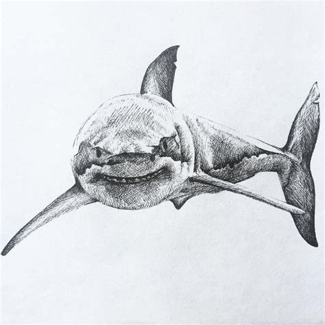 Mélina Berteau on Instagram: “#shark #greatwhiteshark #drawing #sharkdrawing #ilovesharks # ...