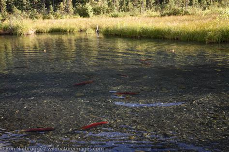 Red Salmon | Photos by Ron Niebrugge