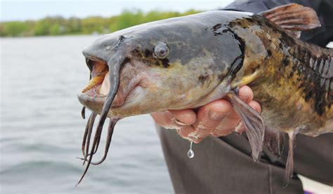 How to Catch Bullheads for Bait - In-Fisherman