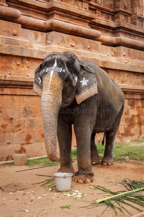 Elephant in Hindu temple stock image. Image of brihadishwarar - 39771139