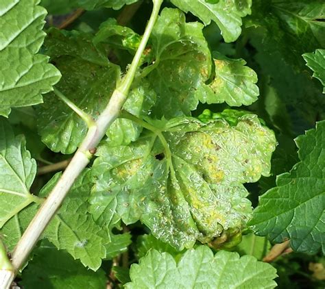 Wrinkly leaves - Blackcurrant bushes - The BLOG of www.gb-online.co.uk