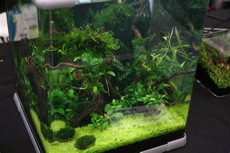 Nano planted tank | 6 tiny aquarium plants! | Aquariadise