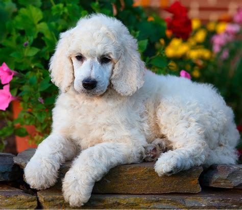 250 Perfect Poodle Names - Awesome Ideas For Naming Your Poodle