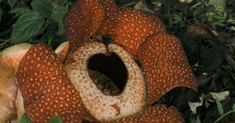 Hypeabis - Rafflesia Arnoldi R. Br Akhirnya Mekar di Luar Habitat Setelah 16 Tahun Upaya Konservasi