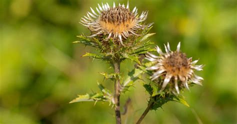 Carline Thistle (Root), Carlina vulgaris - Top Quality Herbs & Tinctures