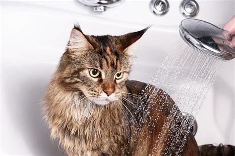 How Often Can You Bathe A Cat With Fleas?