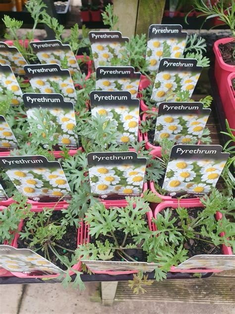 Pyrethrum 4" Pot - Hello Hello Plants & Garden Supplies