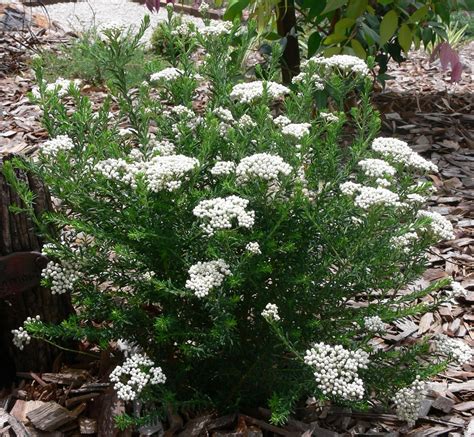 Petite Rice Flower (Ozothamnus) - Amber Leaf Landscaping | Sunshine Coast landscaping | Garden ...