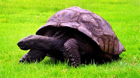 Jonathan the tortoise | Saint Helena Island Info: All about St Helena, in the South Atlantic Ocean