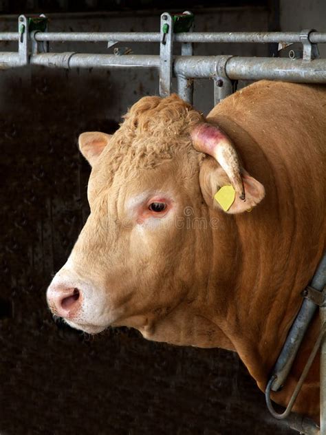 Bull-neck stock image. Image of haired, animal, horn - 15713645